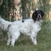 Liebenswerter Redano sucht Zuhause