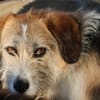 Tusko - freundlich u. lieb