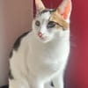 Kater Piff und Spooky müssen umziehen