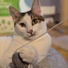 Kater Piff und Spooky müssen umziehen