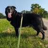 Chico sucht ein neues Zuhause!!!!