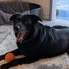 Chico sucht ein neues Zuhause!!!!