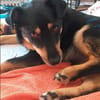 Schmusebacke Kalle sucht eine Familie