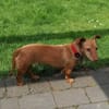 Miss Marple sucht Menschen mit Herz