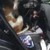Andy schwarzer Bub auf Erkundungsmission