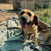 Herzenshund Maria sucht dich!