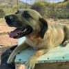Herzenshund Maria sucht dich!