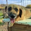 Herzenshund Maria sucht dich!