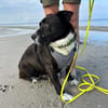 Hübsche Hündin, 5 Jahre