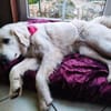 Liebe Tilda sucht ihre Familie mit Garte