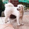 Liebe Tilda sucht ihre Familie mit Garte