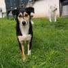Schüchterner Samu sucht eine Familie
