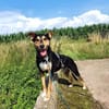 Luna sucht ein Zuhause🍀