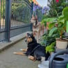 Luna sucht ein Zuhause🍀