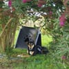 Luna sucht ein Zuhause🍀