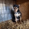Luna sucht ein Zuhause🍀