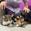 Luna sucht ein Zuhause🍀