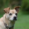 Kodi - ein ganz besonderer Hund