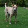 Kodi - ein ganz besonderer Hund