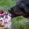 Otto - kleiner/großer Top Dog