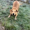 Clementine - Blondine sucht Aktive