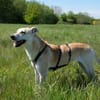 Simba - Sportskanone mit Jagdtrieb