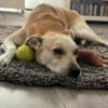Simba - Sportskanone mit Jagdtrieb