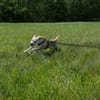 Simba - Sportskanone mit Jagdtrieb