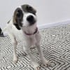 Charly - wartet in 63225 Langen (Hessen)