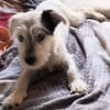 Mats sucht seine endgültige Familie