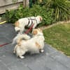 Super-Lotti ist genial