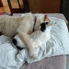 Bogyo 5-jähriger Mischling mit Katzenlie