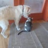 Bogyo 5-jähriger Mischling mit Katzenlie