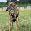 Sebastiana sucht ihre Kuschelmenschen