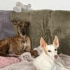 Sebastiana sucht ihre Kuschelmenschen