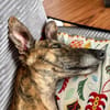 Sebastiana sucht ihre Kuschelmenschen