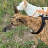 Sebastiana sucht ihre Kuschelmenschen