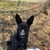 Süße MAVIS sucht seine Familie