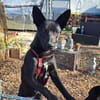 Süße MAVIS sucht seine Familie