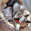 Süße MAVIS sucht seine Familie