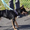 Ginebra - Zuhause gesucht