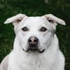 Charly sucht neues Power-Zuhause