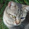 Lexter (FIV+) sucht über 4 Jahre