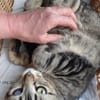 Lexter (FIV+) sucht über 4 Jahre