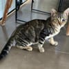 Lexter (FIV+) sucht über 4 Jahre