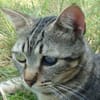 Lexter (FIV+) sucht über 4 Jahre