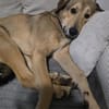 COOKIE SUCHT ERFAHRENE MENSCHEN