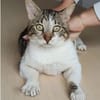 Piaget - ein sehr süßer Kuschelkater