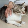 Piaget - ein sehr süßer Kuschelkater