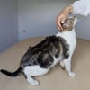 Piaget - ein sehr süßer Kuschelkater